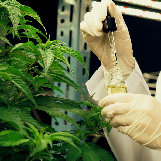 Principles Of Successful Medical Cannabis Production